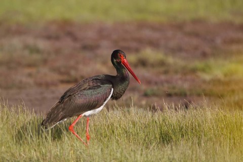 Black Stork (Ciconia nigra) foraging, Greece