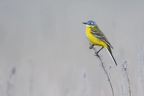 Sykes Wagtail - Schafstelze - Motacilla flava ssp. beema, Russia, adult male