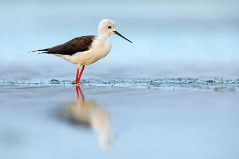 Black-winged Stilt, (Himantopus himantopus), avocet family, biotope, habitat, foraging, East Khawr