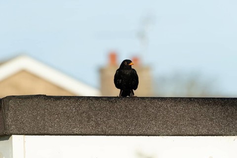 European blackbird (Turdus merula) adult male bird on a garden shed roof, Suffolk, England, United
