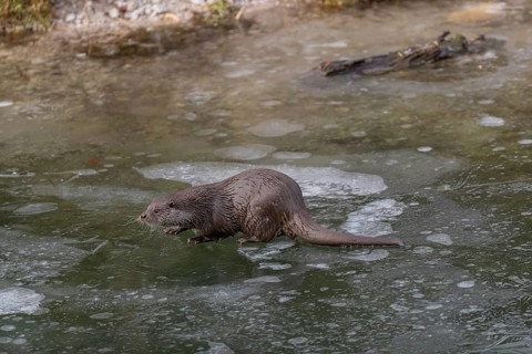One Eurasian otter (Lutra lutra), walking on the ice of a frozen river