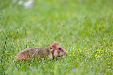 A European hamster (Cricetus cricetus), Eurasian hamster, black-bellied hamster or common hamster,