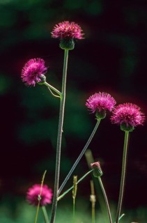Elecampane thistle, asteraceae, cirsium heterophyllum, daisy, various-leafed thistle, flora, high