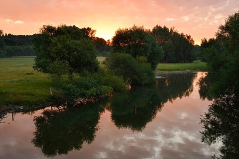 Silver willows or pollarded willows (Salix alba) on the river Lippe at sunrise, Hamm, North