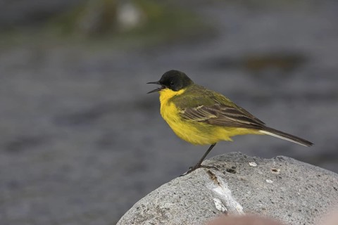 Western Yellow Wagtail (Motacilla flava feldegg), Lesvos, Greece