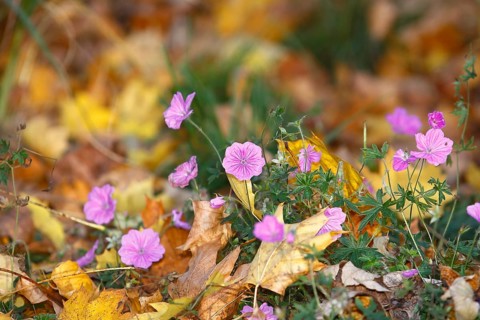Flowering cranesbill (Geranium), in autumn foliage, North Rhine-Westphalia, Germany