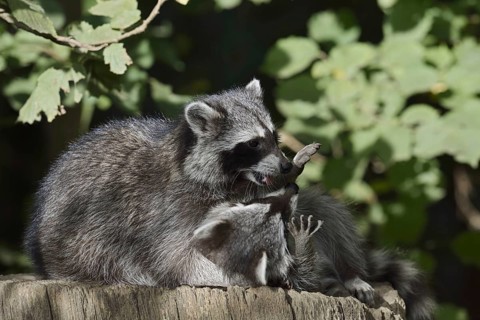 Raccoon (Procyon lotor) playing with young, North Rhine-Westphalia, Germany