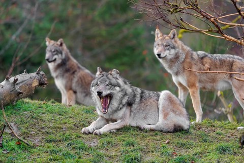 Three grey wolves (Canis lupus lupus), an adult female and a male as well as a cub, are