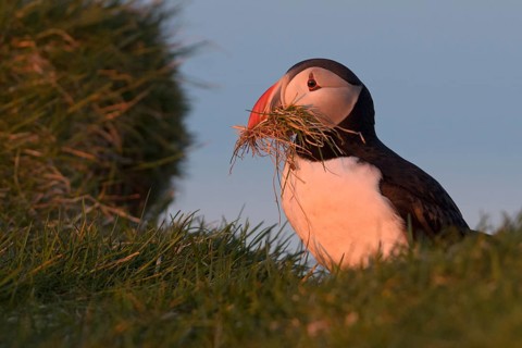 Atlantic Puffin (Fratercula arctica) with nesting material in beak, Látrabjarg, Iceland