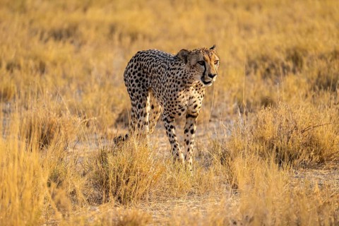 Cheetah (Acinonyx jubatus) running in dry savannah, Etosha National Park, Namibia