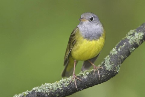 Connecticut Warbler (Oporornis agilis), Manitoba, Canada