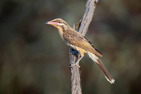 Spiny-cheeked Honeyeater (Acanthagenys rufogularis) perched on a branch, Victoria, Australia