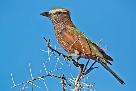 Purple Roller (Coracias naevius) perched on a branch, Etosha, Namibia