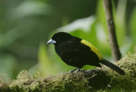 Lemon-rumped Tanager (Ramphocelus icteronotus) male perched on a mossy branch, Pichincha, Ecuador