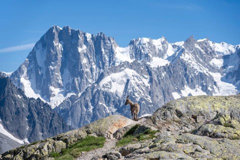 Alpine ibex (Capra ibex), in front of mountain landscape, behind mountain peak Grandes Jorasses of