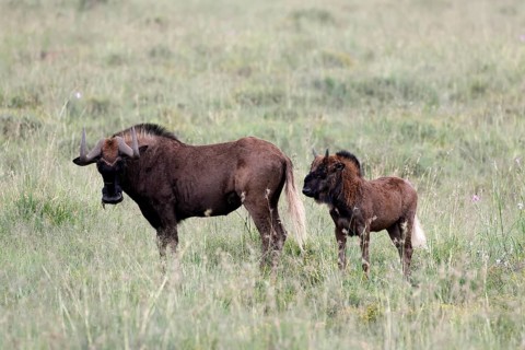 White-tailed wildebeest (Connochaetes gnou), adult, female, mother, young, alert, Mountain Zebra
