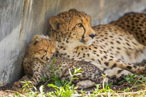 Cheetah (Acinonyx jubatus) mother with her youngster, captive, occurrence Africa