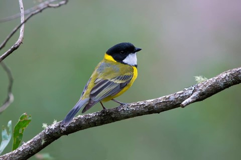 Australian Golden Whistler (Pachycephala pectoralis) male perched on a branch, Victoria, Australia
