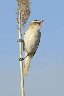 Sedge Warbler (Acrocephalus schoenobaenus) singing, Burgenland, Austria