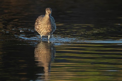 Eurasian curlew (Numenius arquata) adult wading bird feeding in a coastal lagoon, Norfolk, England,
