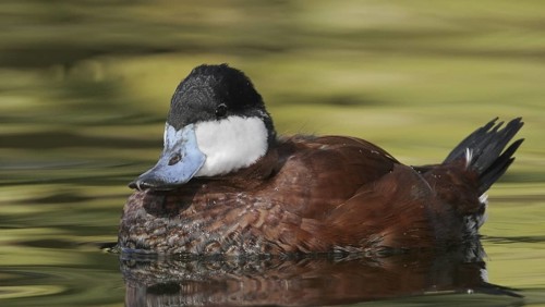 Ruddy Duck (Oxyura jamaicensis), Arizona, USA