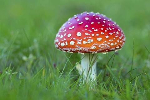 Fly agaric, (Amanita muscaria), poisonous, poisonous mushroom, meadow, mushroom, mushrooms,