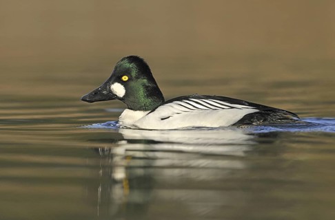 Common Goldeneye (Bucephala clangula) male, British Columbia, Canada