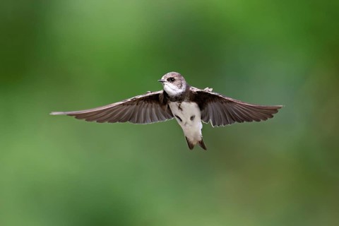 Sand martin (Riparia riparia), in flight, Reussegg nature reserve, Canton Aargau, Switzerland
