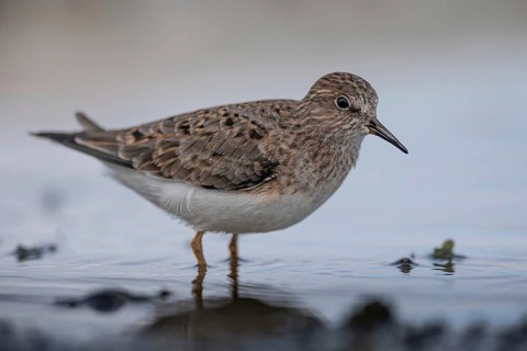 Temminck's Stint (Calidris temminckii) foraging, Schleswig-Holstein, Germany