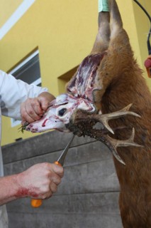 European roe deer (Capreolus capreolus) butcher, butcher processes shot roebuck, Lower Austria,