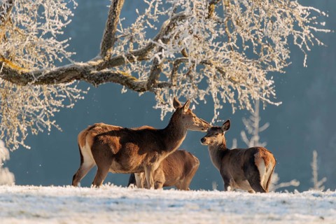 Three female red deer (Cervus elaphus) stand in the first light of day on a meadow covered in hoar