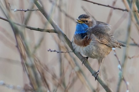 Bluethroat (Luscinia svecica), Emsland, Lower Saxony, Germany