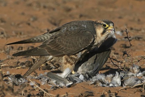 Lanner Falcon (Falco biarmicus), Northern Cape, South Africa