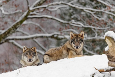 Two grey wolves (Canis lupus lupus) lie on a snow-covered hill on a cold, cloudy day. A forest can