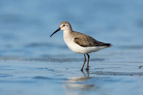 Curlew Sandpiper (Calidris ferruginea), Victoria, Australia