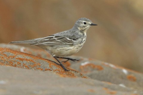 Buff-bellied Pipit (Anthus rubescens), Manitoba, Canada