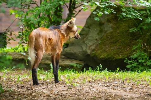 Maned wolf (Chrysocyon brachyurus) walking around, Germany