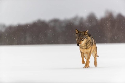 One male eurasian gray wolf (Canis lupus lupus) walking thru deep snow during snow fall. A forest