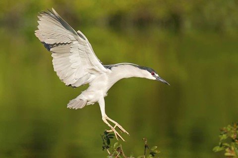 Black-crowned Night Heron (Nycticorax nycticorax) flying, Florida, USA
