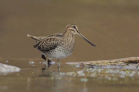 Wilson's Snipe (Gallinago delicata), British Columbia, Canada