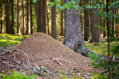 Ants, ant, Formica spec., Formicidae, hymenoptera, forest ant, anthill, insects, insects