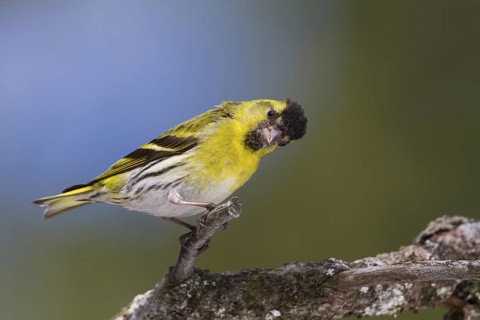 Eurasian Siskin - Erlenzeisig - Carduelis spinus, 2nd cy male, Germany