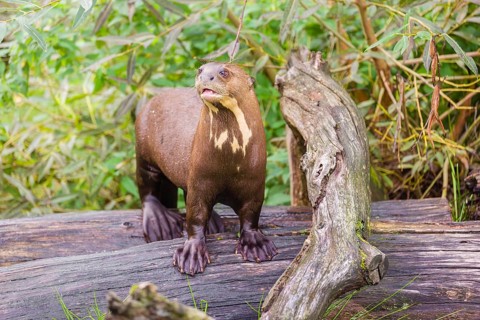 A giant otter or giant river otter (Pteronura brasiliensis) stands on a rotten tree lying on a