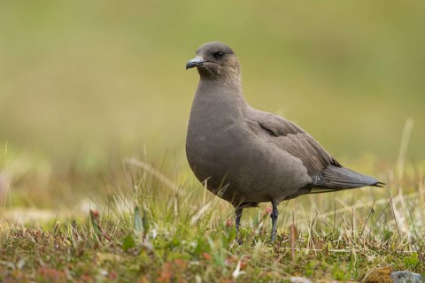 Parasitic Jaeger (Stercorarius parasiticus), Iceland