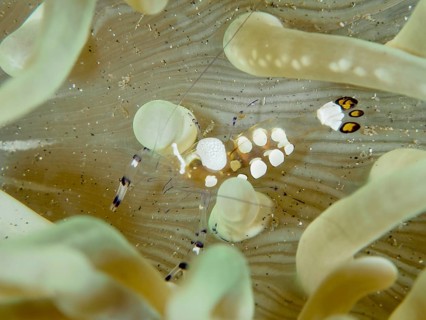 Peacock anemone shrimp (Ancylocaris brevicarpalis) between the tentacles of a sea anemone, dive