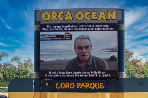A man speaks on a large screen labelled Orca Ocean at Loro Parque, orca (Orcinus orca), whale,