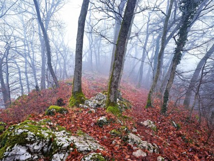 Moss-covered trees surrounded by distinctive limestone formation, Lägerngrat, Baden, Canton Aargau,