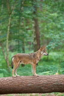 European gray wolf (Canis lupus), standing on tree trunk in forest, Germany