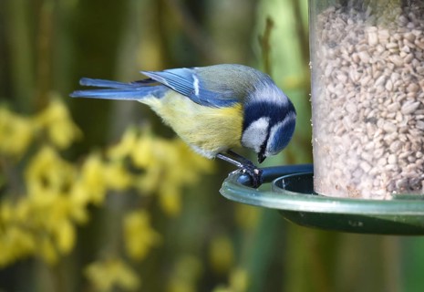 Blue tit, (Cyanistes caeruleus) eats sunflower seeds in Forsythia
