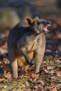 One swamp wallaby (Wallabia bicolor) next to a bush in early morning light. Yawning